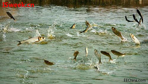 �P(gu��n)���B(y��ng)ֳ�~�r�^����PHֵ�����ęz�yԭ��