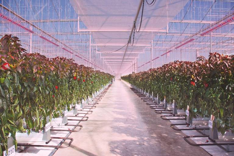 ���~˹�W˾�ʰl(f��)��ȫ��OSLON Optimal LED��׌ֲ����������Ч���ɿ����ԃr(ji��)�ȸ���