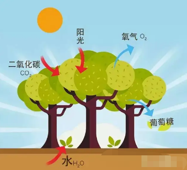 ��늂�����_�����Чݗ�䌦(du��)ֲ�����L����ЩӰ�